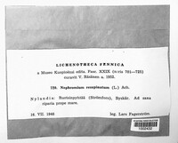 Nephroma resupinatum image